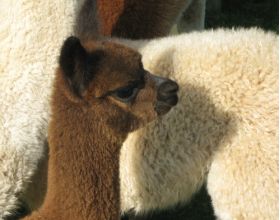 Dyed Merino  Tops